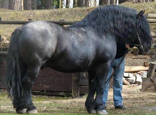 Sztumski Polish Draft Horses